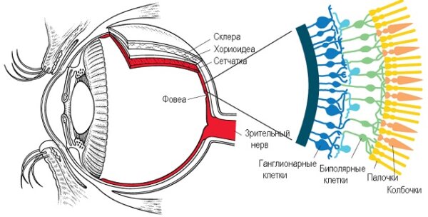 Все о цвете